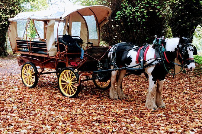 Jaunting Car Tour in Killarney National Park - Shepherds Lodge start and how the timing works