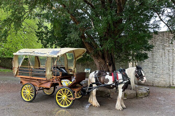 Jaunting Car Tour in Killarney National Park - Horse comfort, family fun, and weather realities