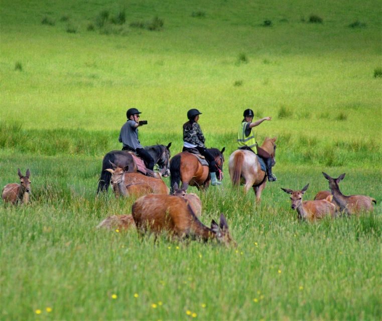 Kerry: Guided Horse Riding Tour in Killarney National Park - Killarney National Park on horseback: why this ride feels different