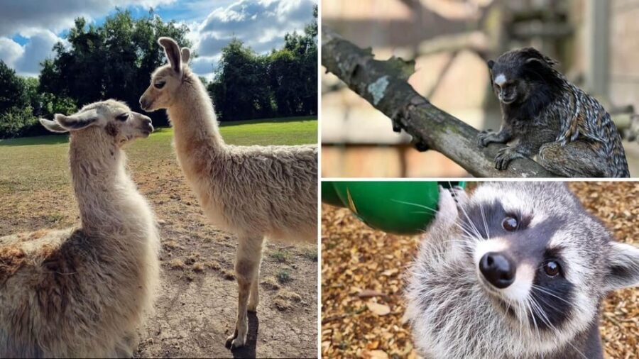 Kildare: Clonfert Farm General Admission Ticket - Clonfert Farm: The Easy Kildare Day Trip That Actually Keeps Kids Busy