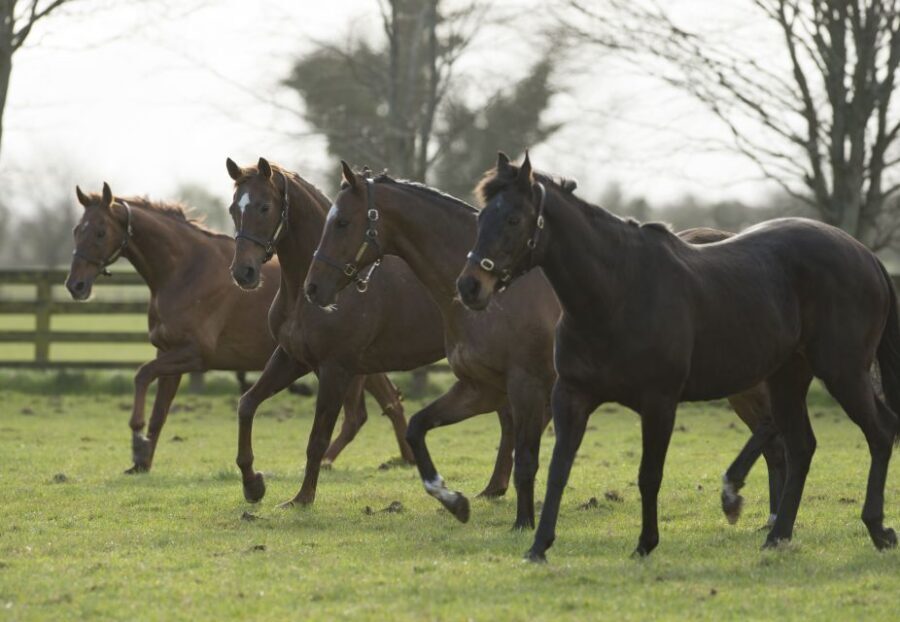 Kildare: Irish National Stud & Gardens - Price and value: what $22 really buys you