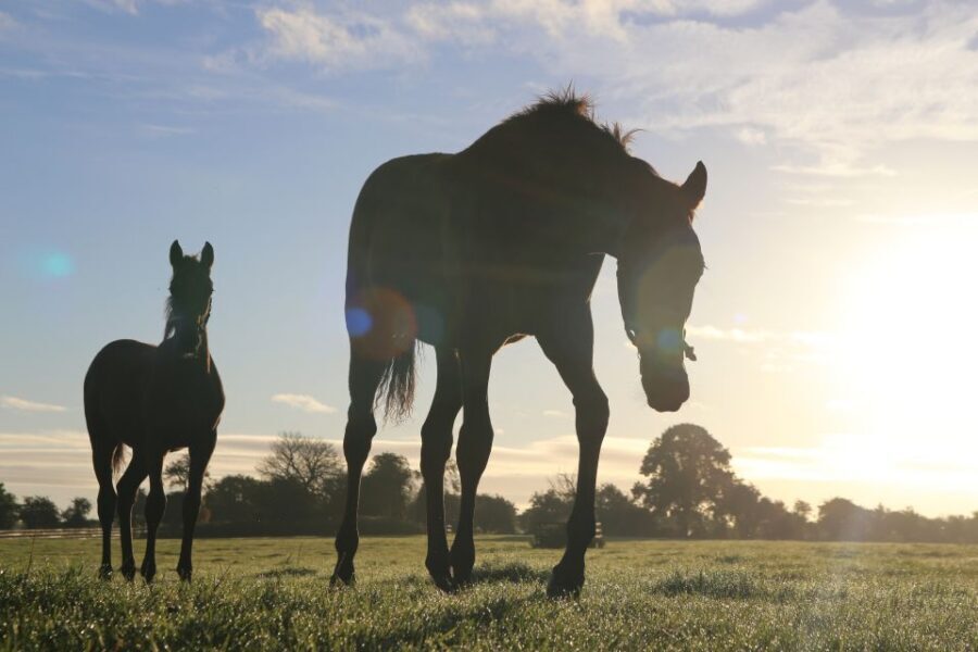 Kildare: Irish National Stud & Gardens - How the timing works: tours, racehorse experience, and last entry