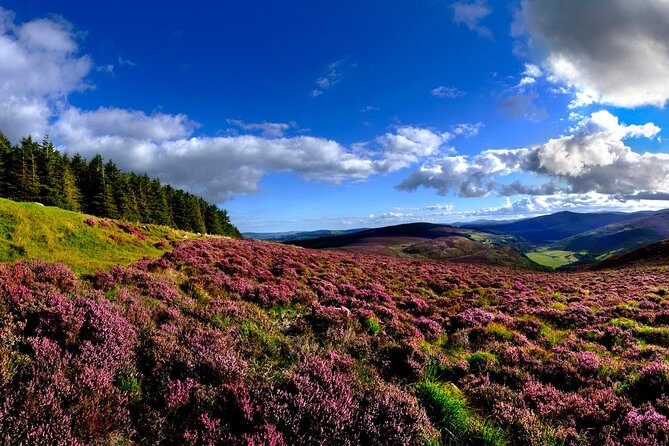 Kilkenny, Wicklow Mountains & Glendalough Day Tour from Dublin - The sheep farm and sheepdog demonstration: the part people remember