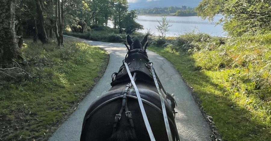 Killarney Carriage Tours National Park and Lakes - Red Deer Parks: The Part You Can’t Quite Spot From Town