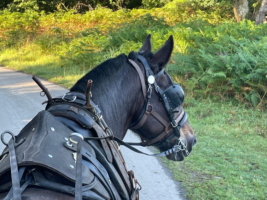 Killarney Carriage Tours National Park and Lakes - Where to Meet: 228 Beech Road and What to Do First