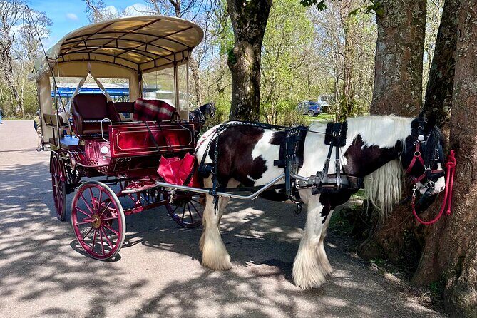 Killarney Jaunting Car Tour - Killarney House Gardens: a breather that still feels like part of the story
