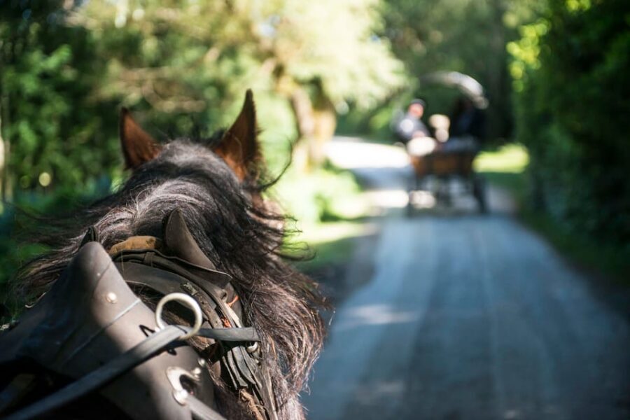 Killarney: Jaunting Car Tour with Afternoon Tea - MacGillycuddy Reeks and the highest-peaks feeling of Ireland
