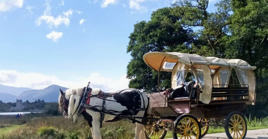 Killarney: Killarney National Park Private Tour - The 50-minute National Park portion: Ross Castle, Innishfallon, and deer