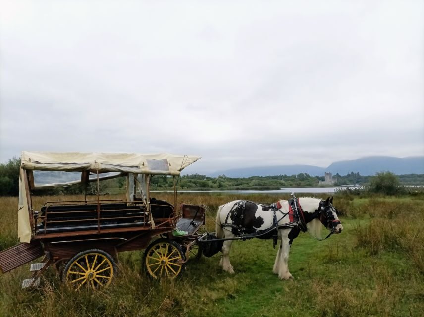Killarney: Killarney National Park Private Tour - Should you book McCarthys Killarney Carriage Rides?