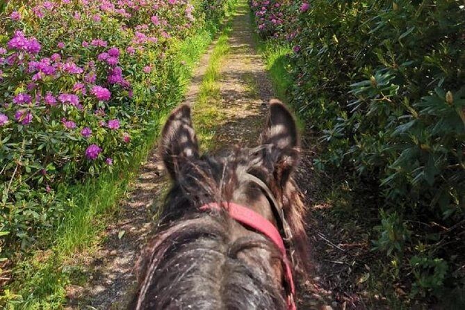 Killarney National Park Horseback Ride. Co Kerry. Guided. 1 hour. - Price and value: is $129.13 worth it?