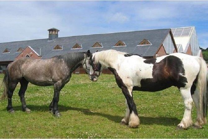 Killarney National Park Horseback Ride. Co Kerry. Guided. 2 hours. - Cost and value: what you’re really paying for