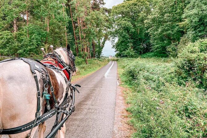 Killarney National Park Tour - Tea, coffee, and snacks: a practical buffer for your day