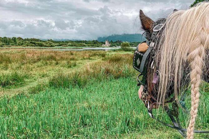 Killarney National Park Tour - Price and value: $60.46 for a private, highlight-heavy hour