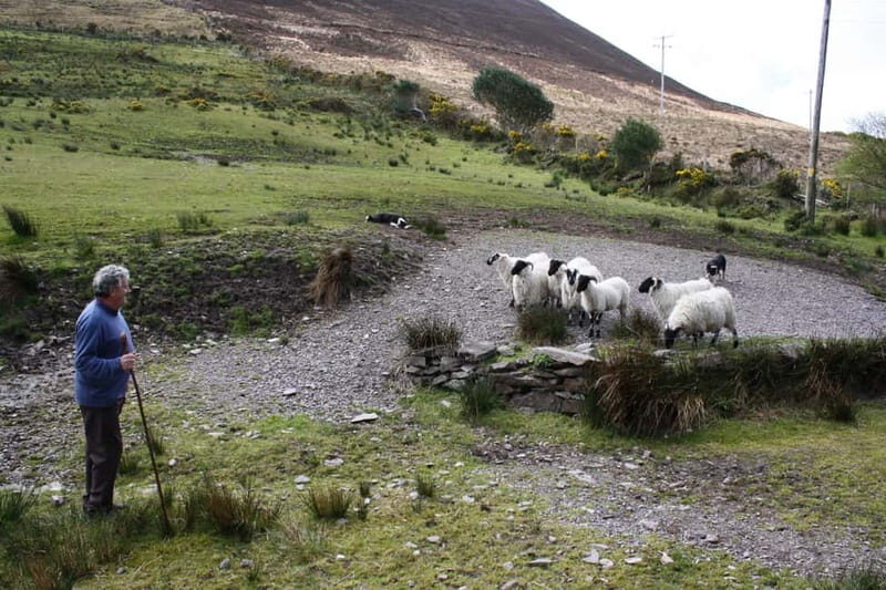 Killarney: Ring of Kerry Bus Tour - Kells sheepdog show: the stop that people talk about most