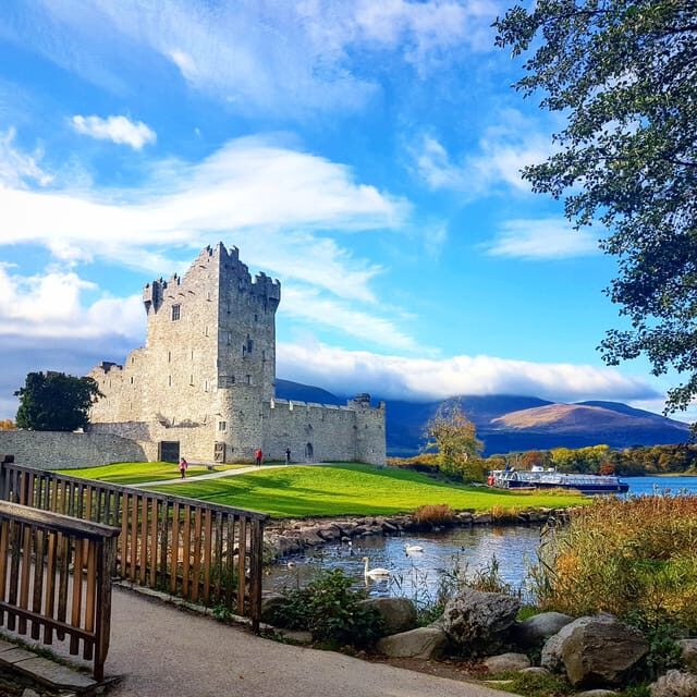 Lakes of Killarney: Boat Cruise - Wildlife and old trees: deer, eagles, oaks, and yews