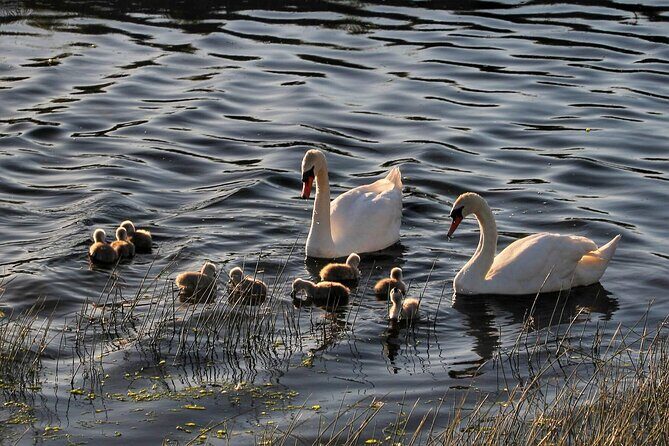Lough Corrib History and Scenic Lake Cruise from Lisloughrey Pier Tour - How the narration works (and why it’s the main value)