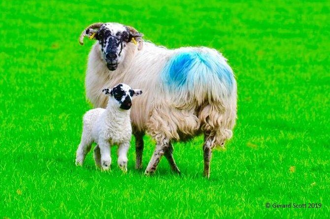 Luxury Photography Day Tour on Ring of Kerry and Skellig Ring - Fully Guided and Chauffeured - Key things I’d watch for before you book