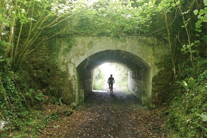 Magical bike tour around Cong - Cong Forest after lunch: the ancient-tree finish