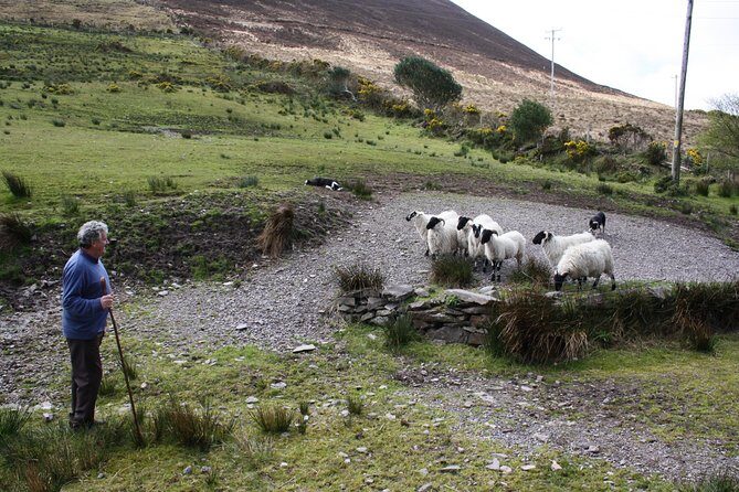 NO 1 Ring of Kerry Tour inc Killarney Lakes & National Park - Sheepdogs Ring of Kerry: the demo that steals the day