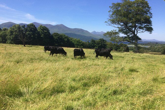 Off the beaten Path Private Tour of Ring of Kerry - Ballycarbery Castle: fast photos and a memorable pause