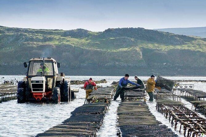 Oyster Farm and Tasting Experience - Oyster Farm at DK Connemara Oysters: a real working day, not a staged show
