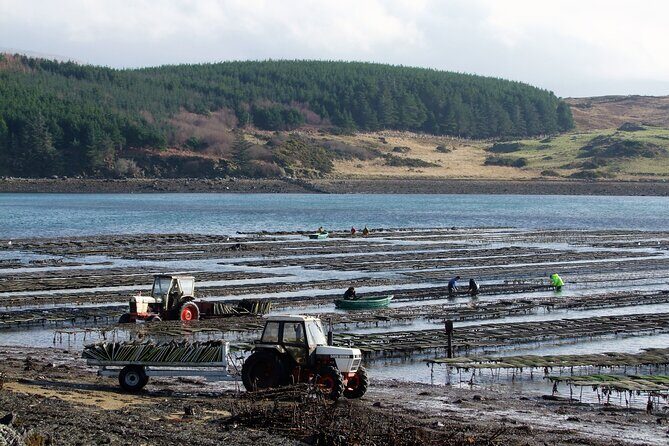 Oyster Farm and Tasting Experience - Who should book DK Connemara Oysters (and who might skip)