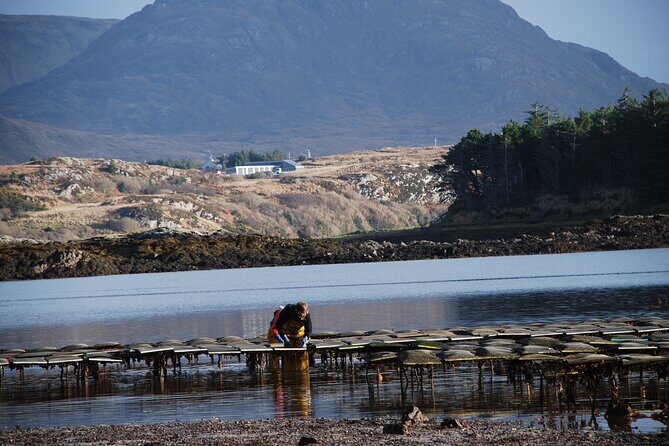 Oyster Farm and Tasting Experience - Should you book this oyster farm experience?