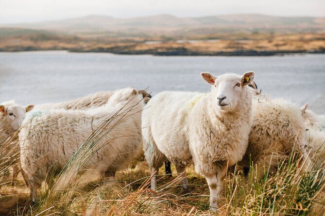 Private Connemara Day Tour - Lunch at Veldon’s Seafarer Bar & Restaurant (Letterfrack)