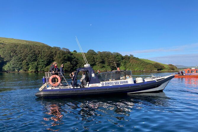 Private family sea safari - Great Blasket Island: cliffs, caves, and the wildlife “front row”