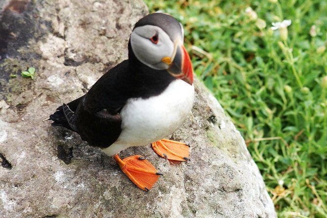Private Full Day Tour From Killarney - Ring of Kerry/Skellig - Price That Makes Sense When It’s a Small Group