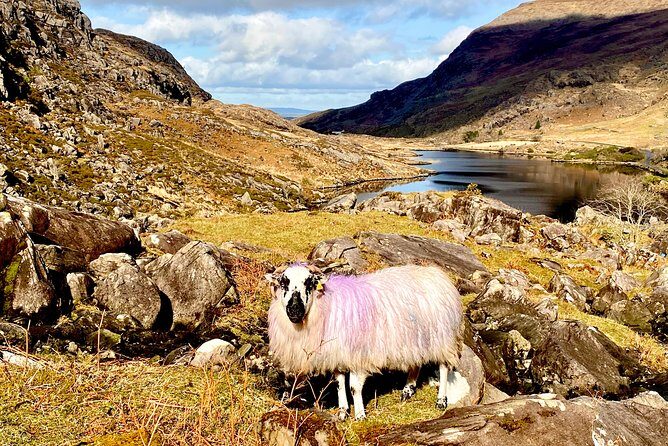 Private Full Day Tour From Killarney - Ring of Kerry/Skellig - Ring of Kerry Fishing Villages: More Than Photo Stops