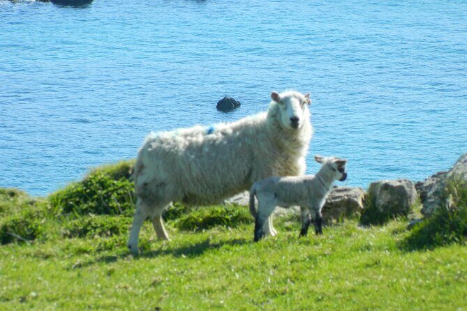 Private Full-Day Tour to Dingle and Slea Head - Kilmalkedar Church and the Ogham Stone: Ancient Ireland on a Hill