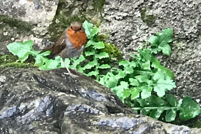 Private Garden of Ireland Wicklow Tour from Dublin - Glendalough Monastic Settlement and St Kevin’s Cave-Myth Reality Check