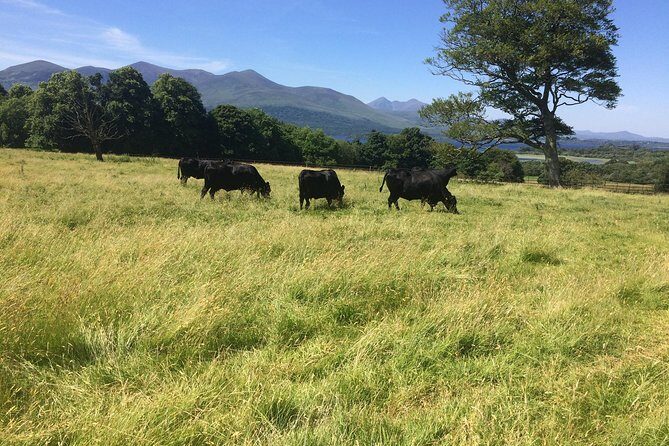 Private Killarney National Park Tour with an accredited chauffeur/guide - Aghadoe heights and Killarney House Gardens: panoramas plus context