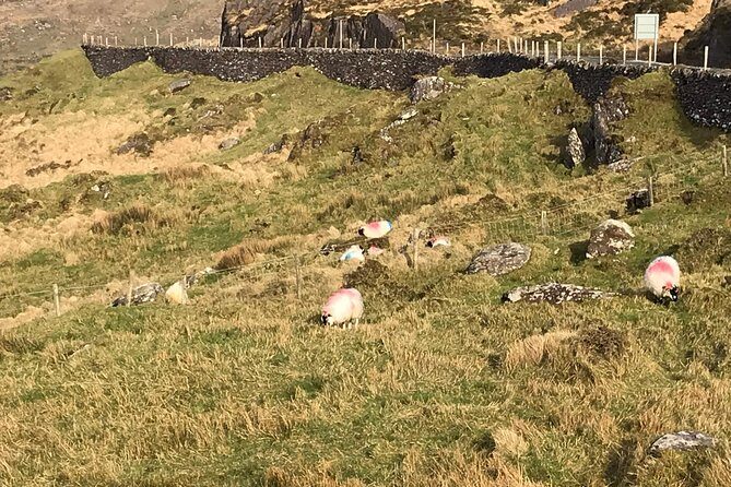 Private Ring of Kerry luxury tour with accredited guide - Kerry Cliffs optional walk: when wind decides the photo