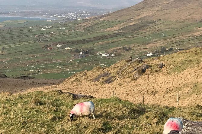 Private Ring of Kerry luxury tour with accredited guide - Skellig Ring scenic drive: where private access earns its keep