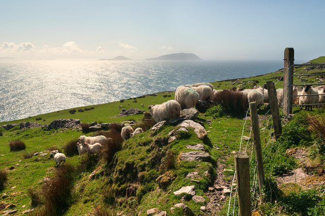 Private Tour: Dingle Peninsula from Dingle - The Blasket Centre: use it to understand what you’re seeing