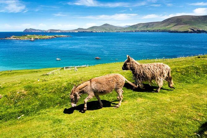 Private tour of Dingle and Slea Head with accredited guide - Price and value: when $784.44 makes sense