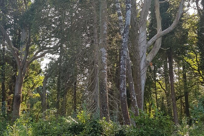 Private Tour: Ring of Beara from Kenmare. - Allihies Copper Mine Museum: The Working Coast’s Human Side