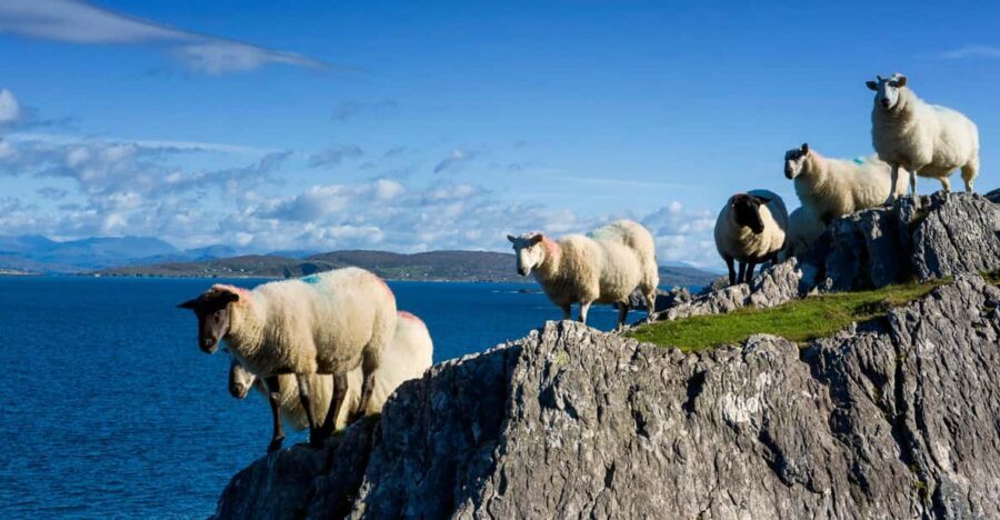 Private Wild Atlantic Day Tour from Cork - Kinsale and Clonakilty: the seaside-town option along the coast
