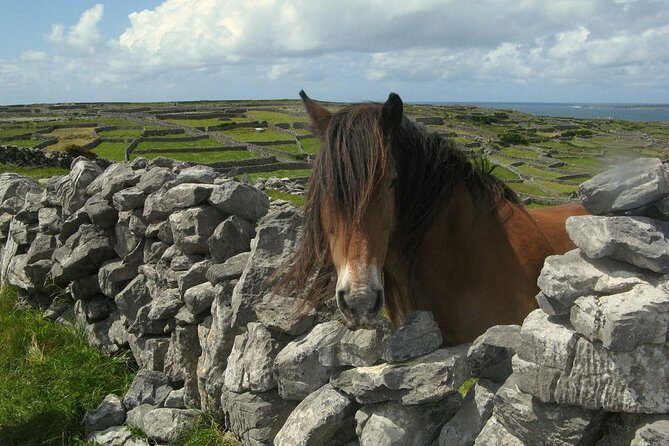 Ring of Kerry Day Tour from Cork: Including Killarney National Park - Killarney National Park: Lakes, Black Valley, and Torc Waterfall
