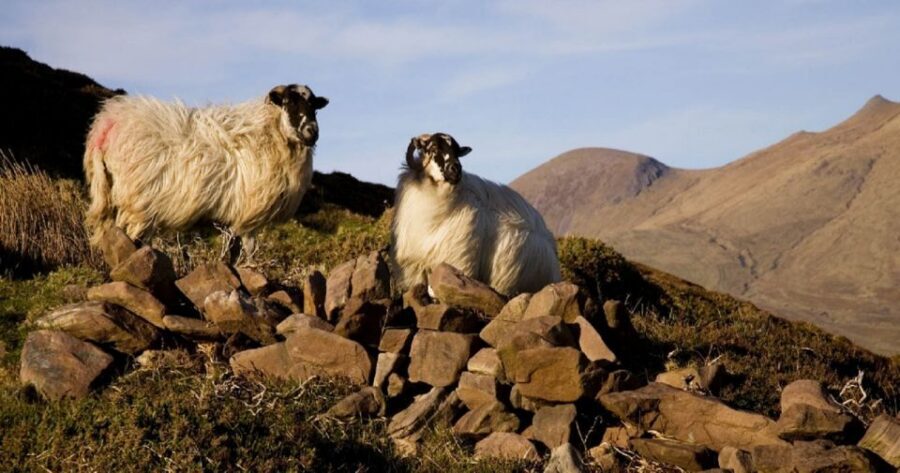 Ring of Kerry Full-Day Tour from Limerick - Sneem and the quick-view strategy that keeps you from falling behind
