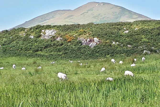 Ring of Kerry & Skellig Ring - Private Tour - How the guides make it feel personal: Mary, Tony O’Brien, and William