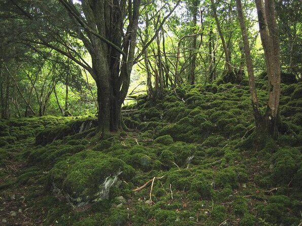 Ring Of Kerry Tour - Key highlights worth your attention