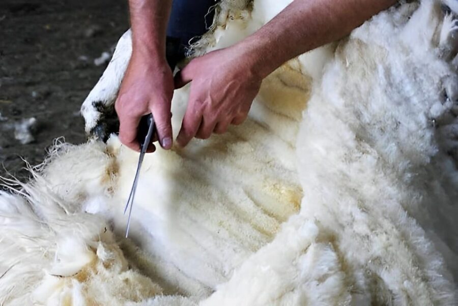 Sheepdog herding demo on working sheep farm. Galway. Guided. - Key highlights to know before you go