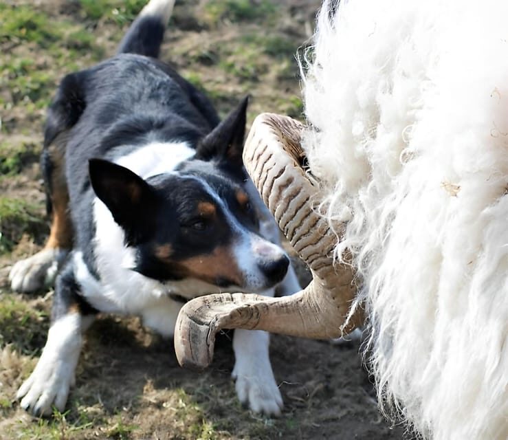 Sheepdog herding demo on working sheep farm. Galway. Guided. - Lamb bottle-feeding (when lambs are on the farm)