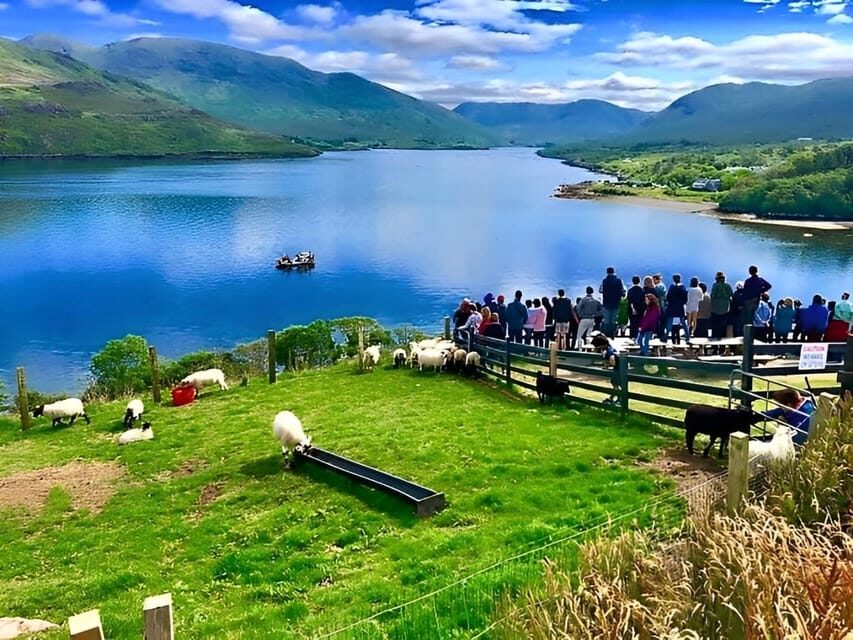 Sheepdog herding demo on working sheep farm. Galway. Guided. - Practical tips that make the day smoother