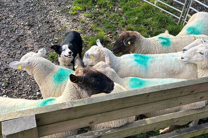 Sheepdogs in the countryside, authentic Dubliners city tour combo - Fishamble Street and the medieval Dublin feel near Cook Street