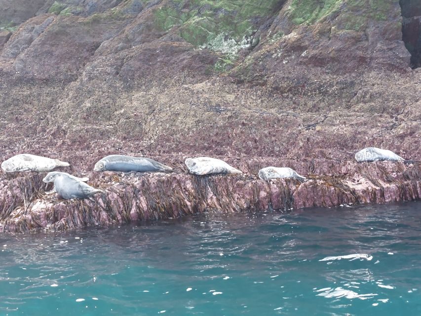 Skellig Michael: Skellig Sightseeing Cruise with AquaTerra - Who should book AquaTerra’s Skellig Michael cruise?