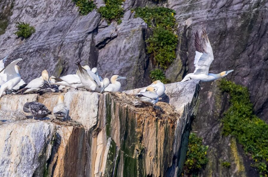 Skellig Michael: Skellig Sightseeing Cruise with AquaTerra - Price and value: what $96 buys you (and what it doesn’t)